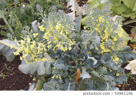 西蘭花花 西蘭花花 50961106