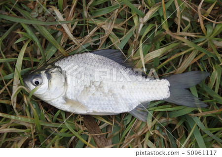 Haredaba which I caught 50961117