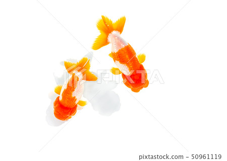 Goldfish, Nakamura 50961119