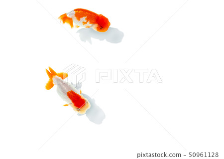Goldfish, Nakamura 50961128