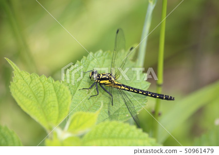 大衛Szaye 50961479