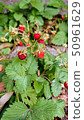 Wild Strawberries  50961629