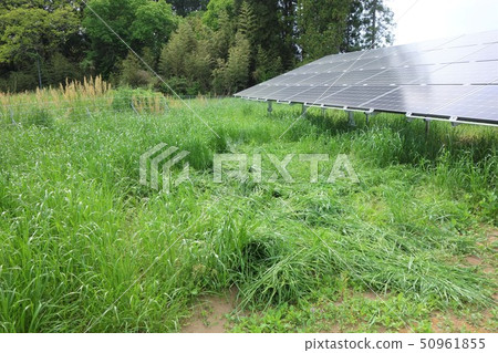 太陽能發電廠和雜草 太陽能發電廠和雜草 50961855