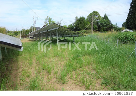 太陽能發電廠和雜草 50961857