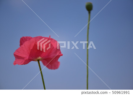 罌粟 罌粟 50961991