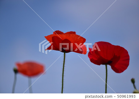 Poppy Poppy 50961993