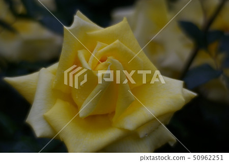 黃玫瑰 黃玫瑰 50962251