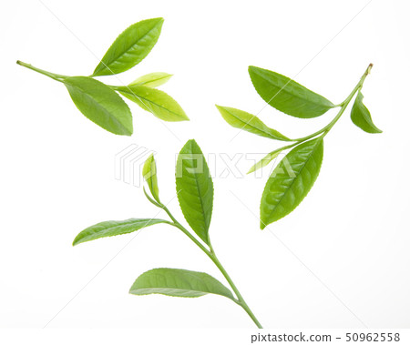 Tea leaves 50962558