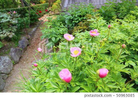 Peony of peony 50963085
