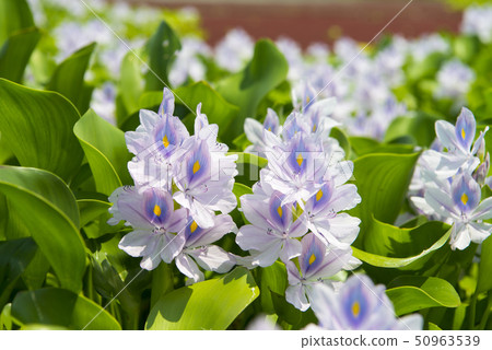 Water hyacinth 50963539