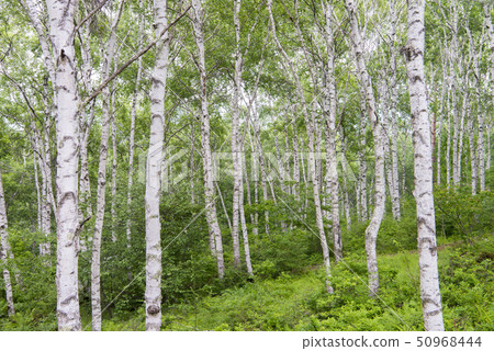 White birch forest White birch forest 50968444