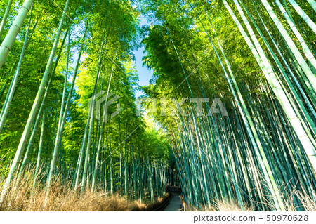 《Kyoto Prefecture》Bamboo forest road, Sagano 《Early morning》 50970628