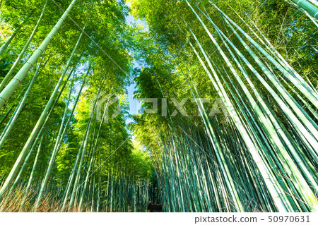 《Kyoto Prefecture》Bamboo forest road, Sagano 《Early morning》 50970631