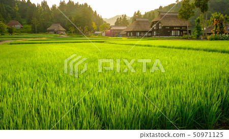 夏季鄉村景觀(在蘆之島環村的黃昏) 夏季鄉村景觀(在蘆之島環村的黃昏) 50971125