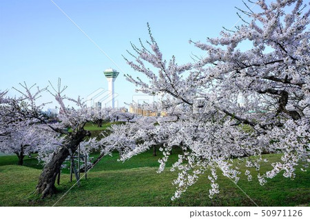 Goryokaku公園函館市在早晨 Goryokaku公園函館市在早晨 50971126