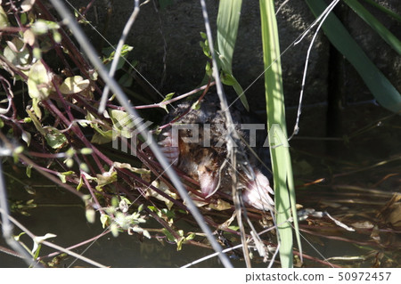 “鼴鼠”在水道游泳 50972457