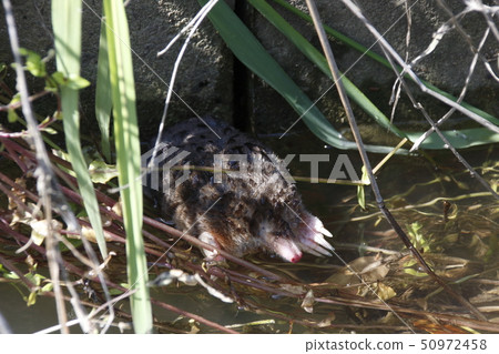 “鼴鼠”在水道游泳 50972458