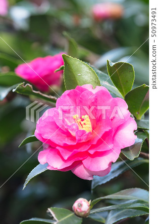 Sasanqua花 50973491