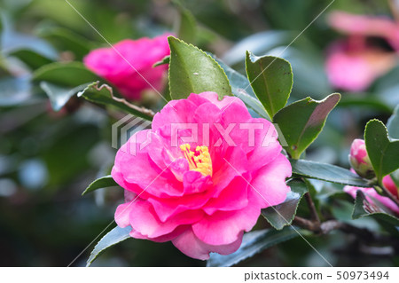 Sasanqua花 Sasanqua花 50973494