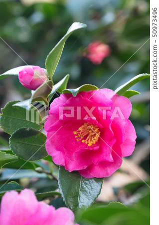 Sasanqua花 Sasanqua花 50973496