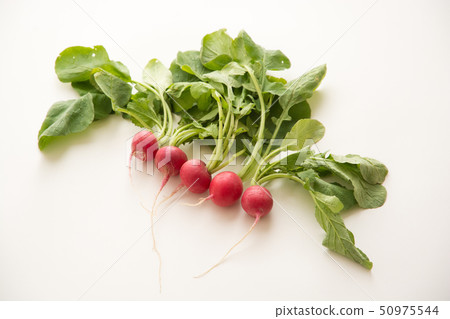 Radish Radish 50975544