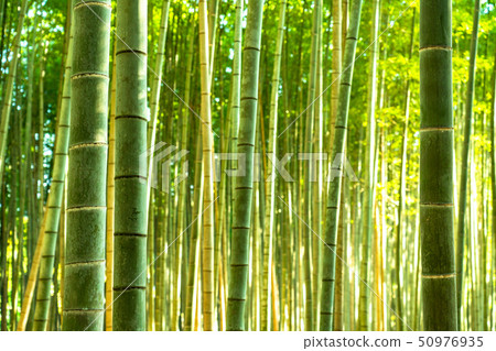 《Kyoto Prefecture》Bamboo forest morning, Sagano 50976935