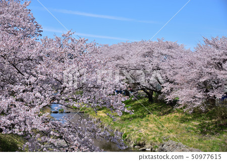 Fujita River Fureai Sakura Fujita River Fureai Sakura 50977615