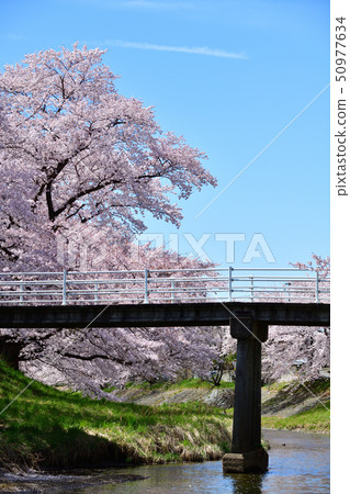 藤田河Fureai Sakura 藤田河Fureai Sakura 50977634