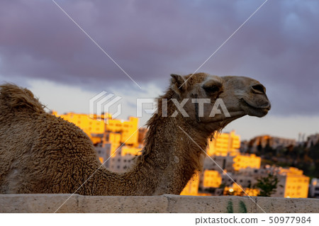 Wild Camel Looks Over the Skyline of Amman Wild Camel Looks Over the Skyline of Amman 50977984