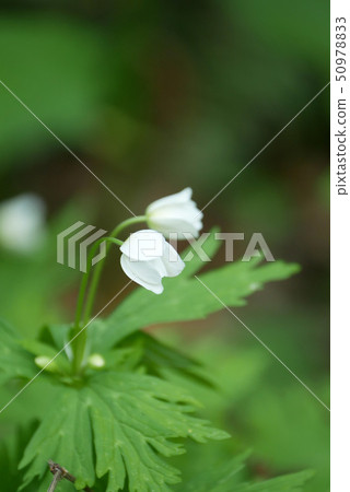風景花卉攝影Nirinso Yamanogusa Towada八幡平國家公園癒合明信片白花春天 風景花卉攝影Nirinso Yamanogusa Towada八幡平國家公園癒合明信片白花春天 50978833