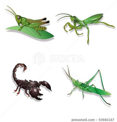 Set of encyclopedia of insects illustration 007 50980187