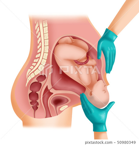 Pregnant and obstetrics concept illustration 004 Pregnant and obstetrics concept illustration 004 50980349