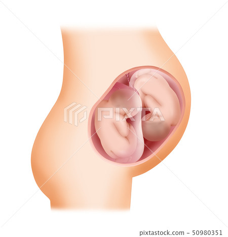 Pregnant and obstetrics concept illustration 003 Pregnant and obstetrics concept illustration 003 50980351