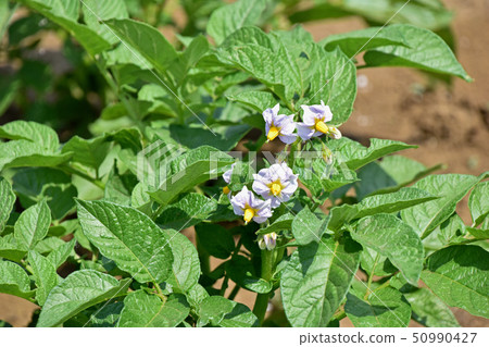 Potato flowers 50990427