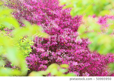 紅花Tokiwamansaku花 50993950