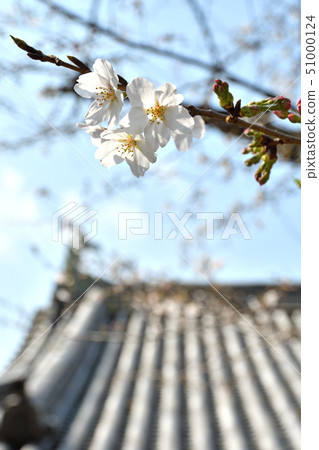 Walk around the Imperial Palace: Cherry blossoms of Shimizumon Walk around the Imperial Palace: Cherry blossoms of Shimizumon 51000124