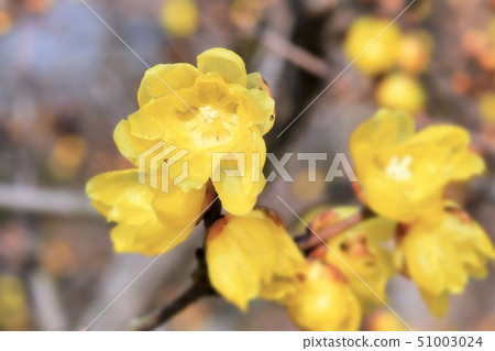 Ome blossoms 51003024