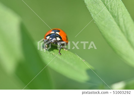 Ladybird ladybird Ladybird ladybird 51003292