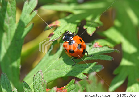 Ladybird ladybird 51003300