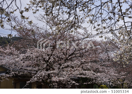 Way of philosophy Road Snow Cherry Way of philosophy Road Snow Cherry 51005334