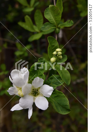 Daitoyo Shrine Tokyu (Rikyu plum) Daitoyo Shrine Tokyu (Rikyu plum) 51005417