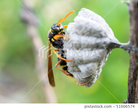 做蜂的綠色蜂蜂箱蜂房 做蜂的綠色蜂蜂箱蜂房 51006574