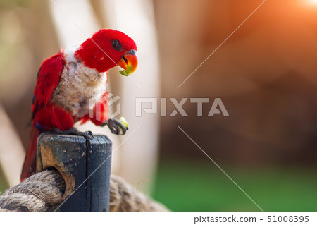 Red Parrot in tropical forests. Australian parrot in zoo of Israel Red Parrot in tropical forests. Australian parrot in zoo of Israel 51008395