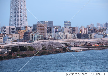 Cherry blossoms along the Sumida River Cherry blossoms along the Sumida River 51009101