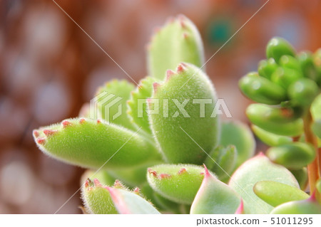 多汁植物 多汁植物 51011295