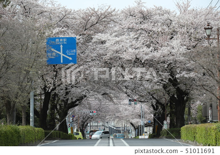 Fujimi City, Saitama Prefecture Cherry tunnel in full bloom Tsuruze 51011691