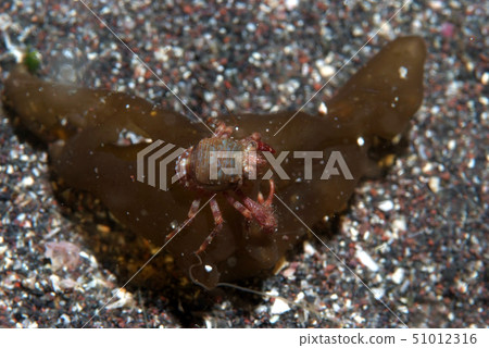 Koshiori蝦朋友們騎海藻 51012316