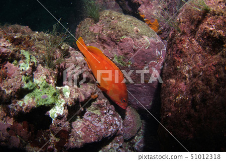 潛伏在岩石的小組石斑魚 51012318