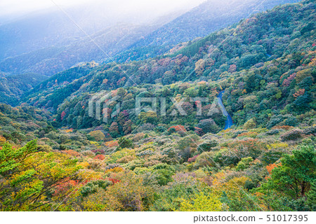 (Kanagawa Prefecture) Autumn leaves of the Hakone Pass line (Kanagawa Prefecture) Autumn leaves of the Hakone Pass line 51017395