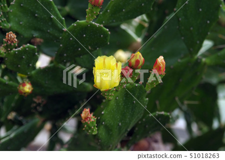 Cactus flower and bud Cactus flower and bud 51018263